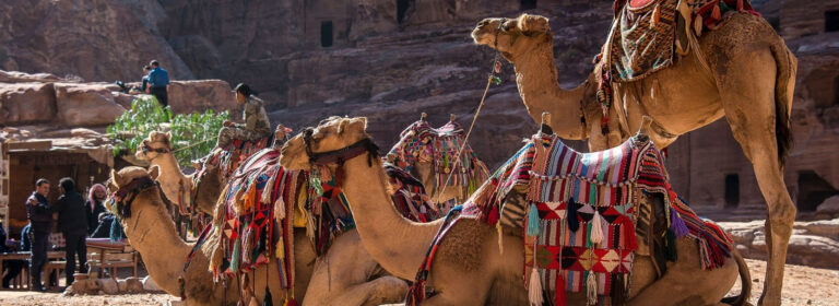 Le dromadaire, souverain du Sahara avec DESERTIKA
