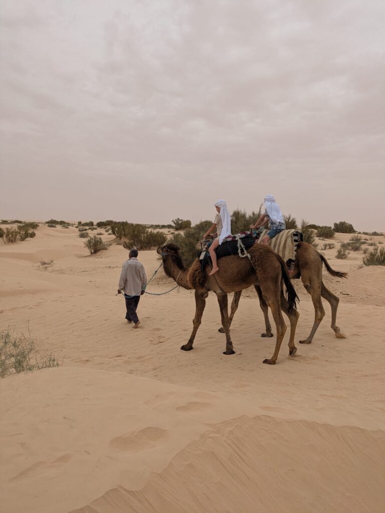 Le dromadaire, souverain du Sahara avec DESERTIKA