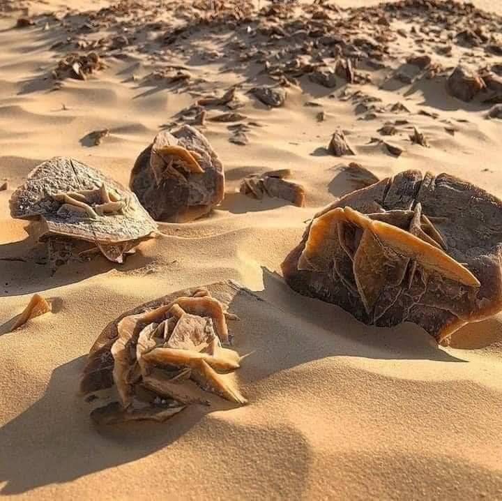 rose des sables